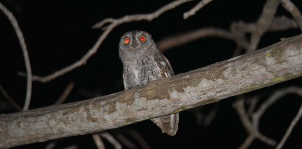 African scops owl